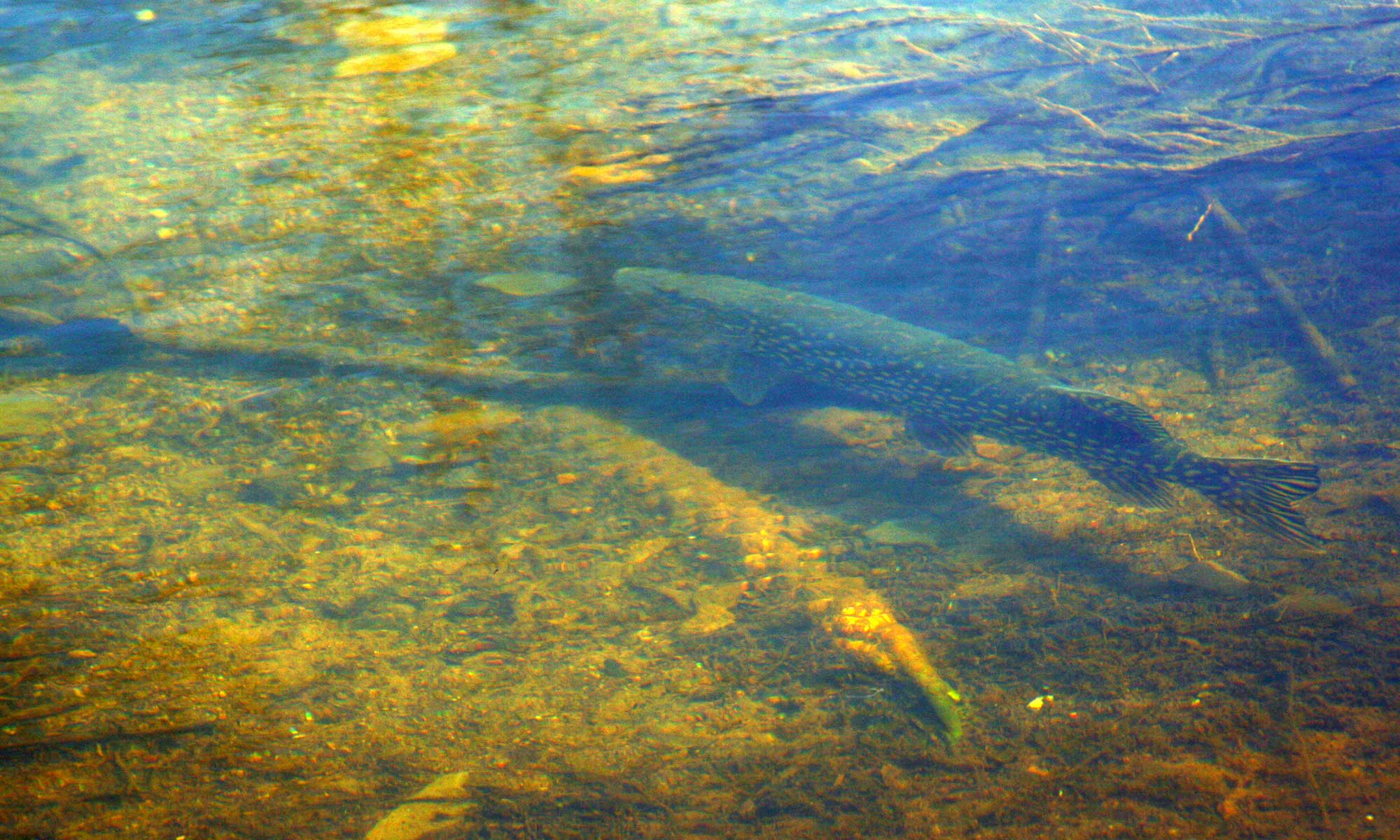 Northern Pike @ Consesus Inlet, NY